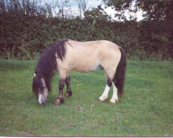 Deckhengst Coed Coch Telynor (Welsh Mountain Pony (Sek.A), 1977, von Coed Coch Saled)