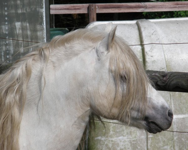 stallion Harringworth Millionaire (Welsh mountain pony (SEK.A), 2003, from Pendock Legend)