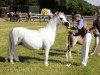 broodmare Idyllic Pavlova (Welsh mountain pony (SEK.A), 1987, from Pendock Legend)