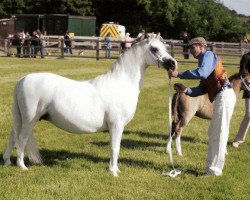 broodmare Idyllic Pavlova (Welsh mountain pony (SEK.A), 1987, from Pendock Legend)