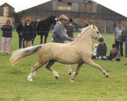 broodmare Idyllic Chanel (Welsh mountain pony (SEK.A),  , from Pendock Legend)