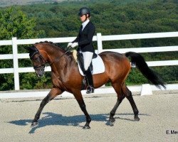 dressage horse Vian Cortes (Holsteiner, 2003, from Carpaccio)