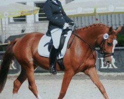 dressage horse Merlin (Little German Riding Horse, 2011, from Maverick)