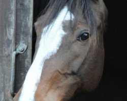 broodmare Pialotta (German Sport Horse, 1999, from Heraldik xx)