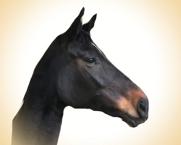 dressage horse Diva (German Sport Horse, 2010, from Donnersmarck)