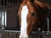 dressage horse Livingston (Trakehner, 2009, from Kasimir TSF)