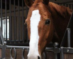 dressage horse Livingston (Trakehner, 2009, from Kasimir TSF)