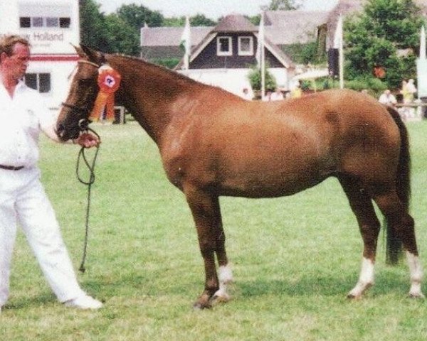 Zuchtstute Simone (New-Forest-Pony, 1988, von Merrie Moscan)