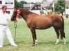 Zuchtstute Simone (New-Forest-Pony, 1988, von Merrie Moscan)