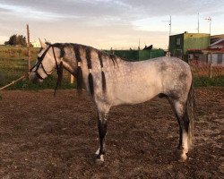 horse Tapado (Pura Raza Espanola (PRE), 2010)