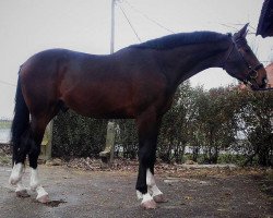 jumper Hardver (Hungarian Warmblood, 2010, from Waldes)