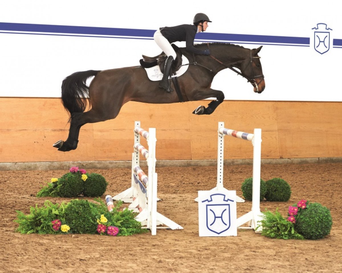 Springpferd Carbopina (Holsteiner, 2010, von Contender)