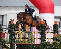 jumper H5 Acovaro (Oldenburg show jumper, 2006, from Acodetto I)