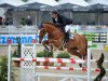 jumper Carott G (Oldenburg show jumper, 2007, from Couleur Rubin)