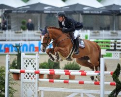 jumper Carott G (Oldenburg show jumper, 2007, from Couleur Rubin)