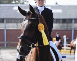 dressage horse Diva Royal 6 (Hanoverian, 2008, from Don Larino 171 FIN)