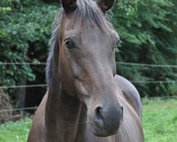 broodmare San Sira (Holsteiner, 2002, from Quick Star)