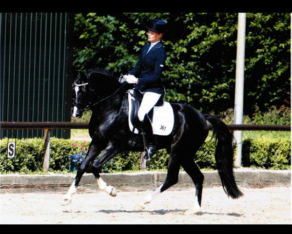 stallion Valido's Highlight (German Riding Pony, 2004, from Valido)