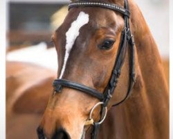 Springpferd Be Caisy (Holsteiner, 2009, von Canto)