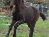 jumper Levii (Oldenburg show jumper, 2015, from Pikeur Lord Fauntleroy)