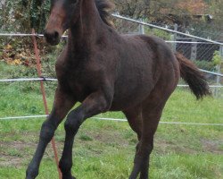 jumper Levii (Oldenburg show jumper, 2015, from Pikeur Lord Fauntleroy)