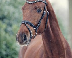 dressage horse Flori's Dona (Westphalian, 2012, from Florentinus V 219 FIN)