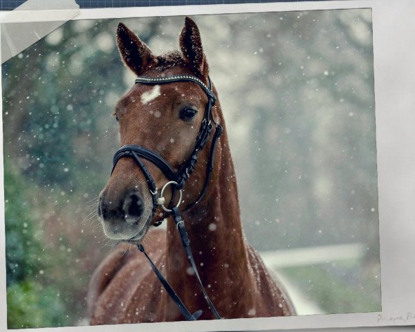 dressage horse Fidi (Oldenburg, 2012, from Fidertanz)