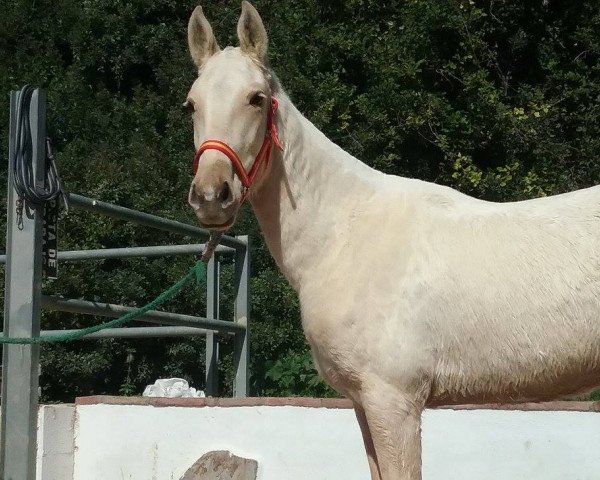 horse BOGOTA (Lusitano, 2015)