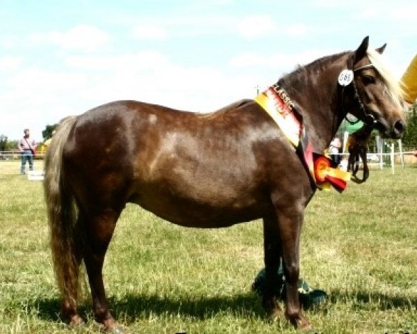 broodmare Hennessy von Clus (German Classic Pony, 2003, from Jabolo)