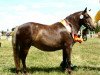 broodmare Hennessy von Clus (German Classic Pony, 2003, from Jabolo)