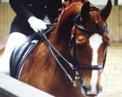 dressage horse Da Capo 188 (Hanoverian, 2006, from Dimaggio)