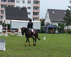 Zuchtstute Nion Flax (Deutsches Reitpony, 2008, von Nobelboy)