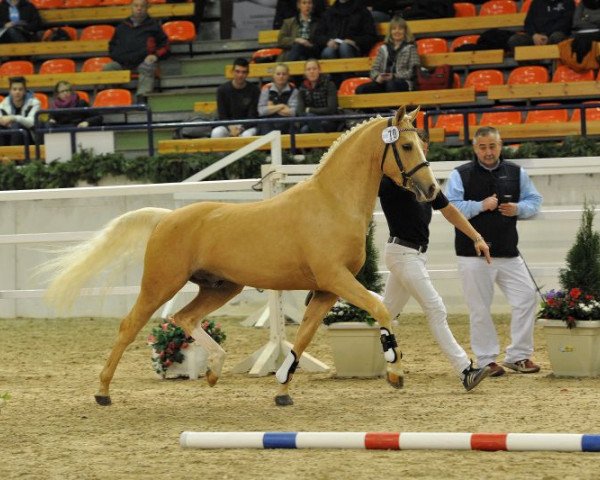 stallion Steendieks Di Caprio (German Riding Pony, 2011, from Donnerschall)