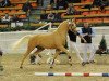 stallion Steendieks Di Caprio (German Riding Pony, 2011, from Donnerschall)