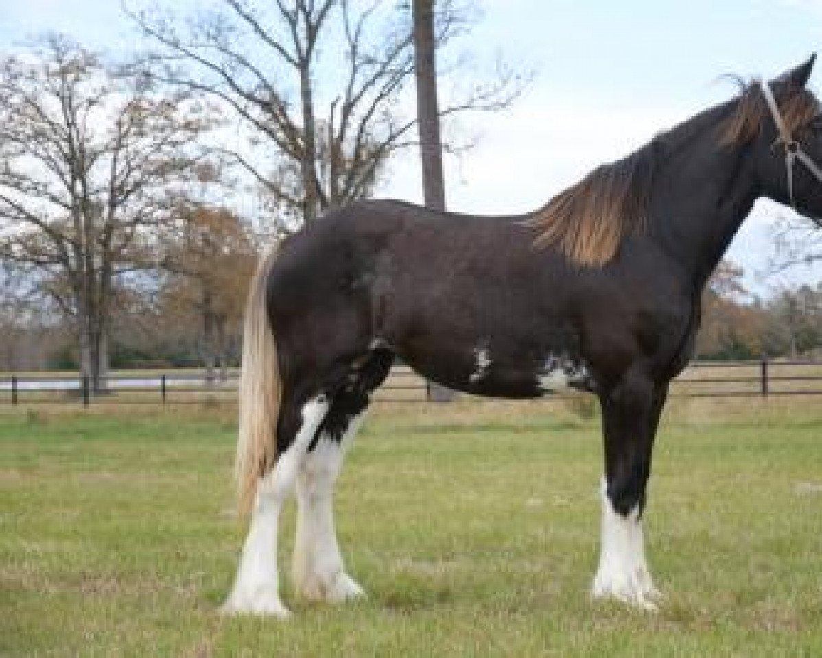 Pferd Bonnie & Clydes Bliss (Clydesdale, 2020, von Renaissance Prince Maxton)