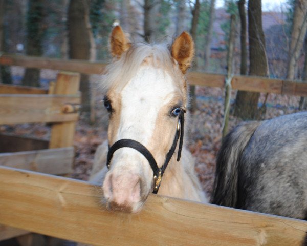 Dressurpferd High Five (Welsh Mountain Pony (Sek.A), 2015, von Hilly-Billy)