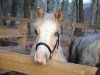 Dressurpferd High Five (Welsh Mountain Pony (Sek.A), 2015, von Hilly-Billy)