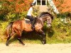 jumper Fairdinant vom Wartenberg (German Sport Horse, 2011, from Fairbanks)