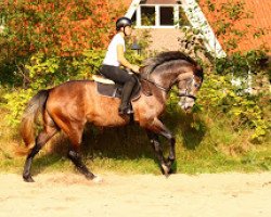 jumper Fairdinant vom Wartenberg (German Sport Horse, 2011, from Fairbanks)