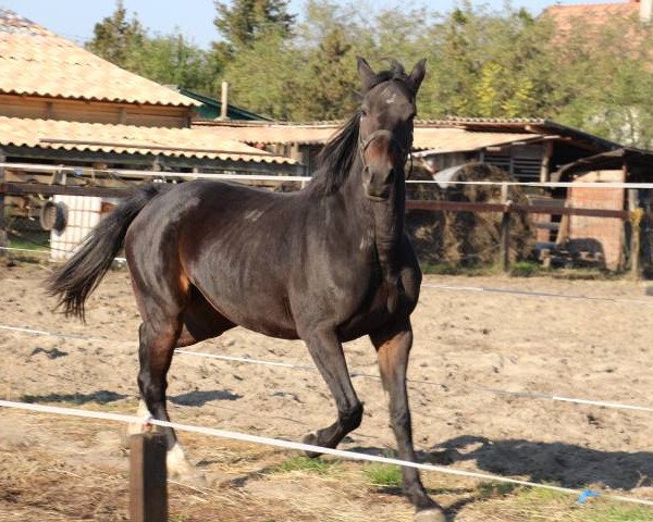 broodmare CANDY (Hungarian Warmblood, 2002, from Ginus)