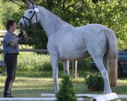 broodmare Ameriko (Hanoverian, 1991, from Amerigo Vespucci xx)