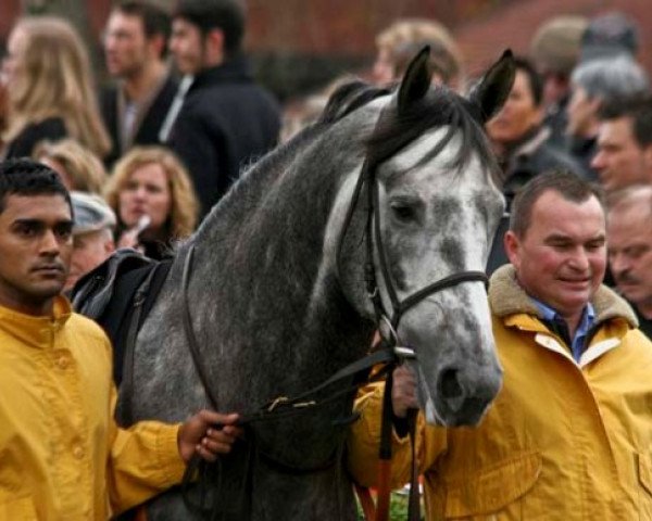 Pferd Periander ox (Vollblutaraber, 2004, von Marwan I ox)