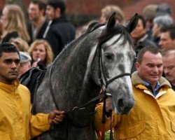 horse Periander ox (Arabian thoroughbred, 2004, from Marwan I ox)