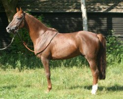 horse Robbie ox (Arabian thoroughbred, 2002, from Makzan ox)