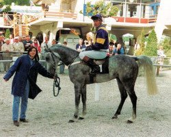 horse Amir Moshari ox (Arabian thoroughbred, 1988, from Sherif Pasha 1982 ox)