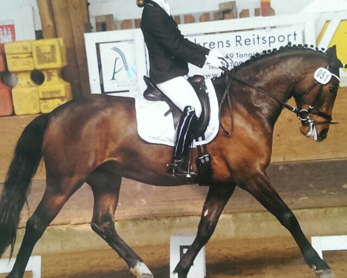 dressage horse Newlands Chicolo (Little German Riding Horse, 2009, from Champion)