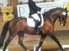 Dressurpferd Newlands Chicolo (Kleines deutsches Reitpferd, 2009, von Champion)