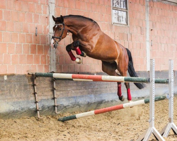 Springpferd Captain Cato (Westfale, 2001, von Classic Man)