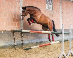 Springpferd Captain Cato (Westfale, 2001, von Classic Man)