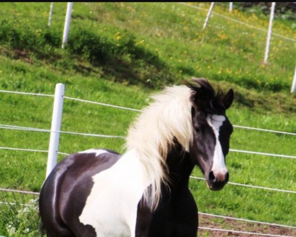 Pferd Famous (Deutsches Reitpony, 2011)